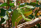 chameleon