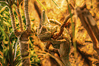chameleon