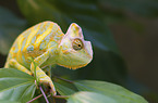 chameleon