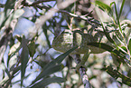 chameleon