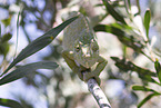 chameleon
