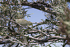 chameleon