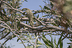 chameleon