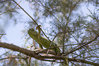 chameleon