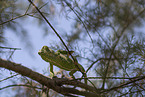 chameleon