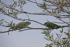 chameleons