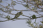 chameleons