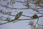 chameleons