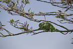 chameleon