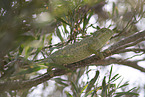 chameleon