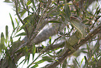 chameleon