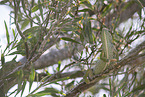 chameleon