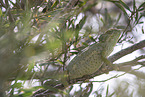 chameleon