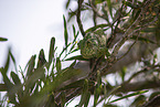 chameleon