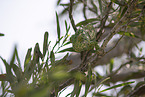 chameleon
