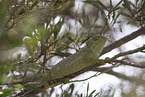 chameleon