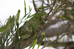 chameleon