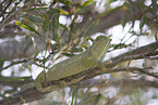 chameleon