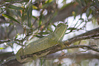 chameleon
