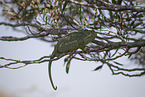 chameleon