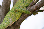 chameleon