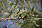 chameleon