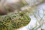 chameleon