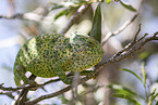 chameleon