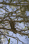 chameleon