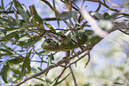 chameleon