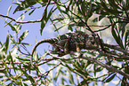 chameleon