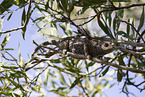chameleon