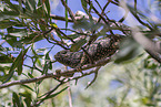 chameleon