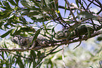 chameleons