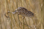 Chameleon
