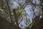 Chameleon