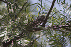 Chameleon