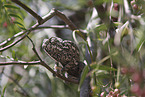 Chameleon