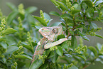 chameleon