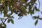 chameleons
