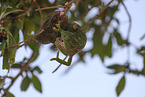 chameleons