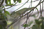 chameleon