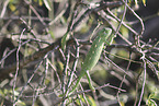 chameleon