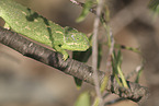 chameleon