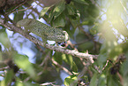 chameleon
