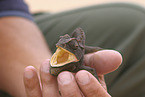 chameleon