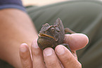 chameleon