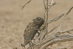 chameleon