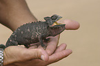 chameleon