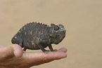chameleon